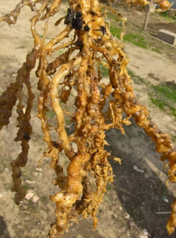 nematode.jpg