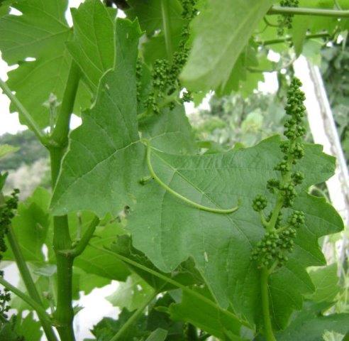Vinovaloza-cvast.jpg
