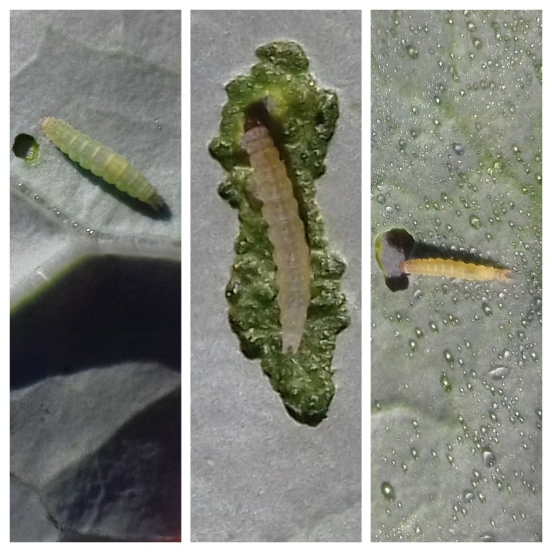 P.xylostella-larve.jpg