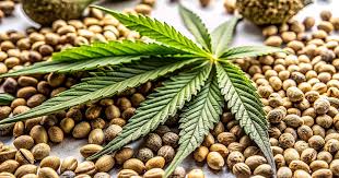 Discover Premium Hemp Plants for Sale Your Ultimate Guide